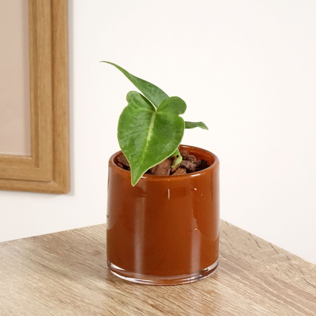 Flamingoblumen - Anthurium magnificum