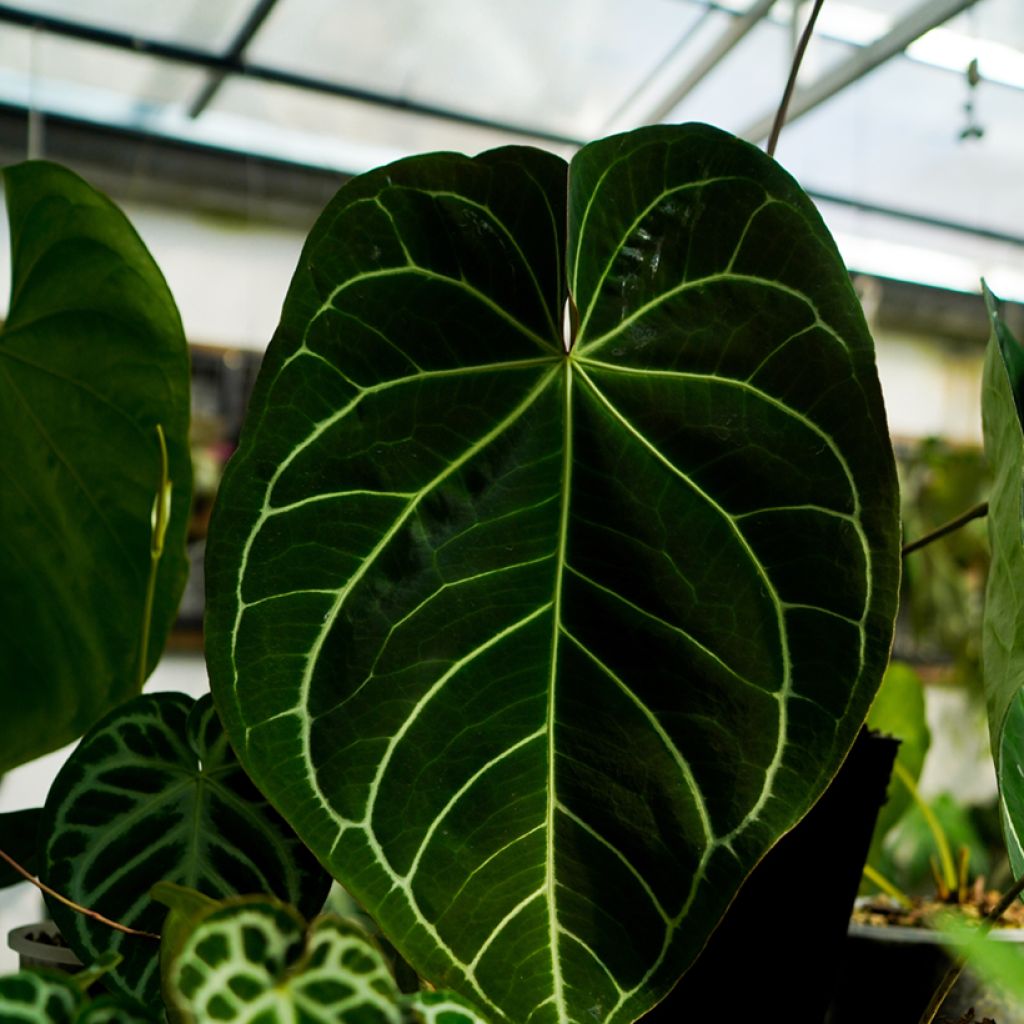 Flamingoblumen - Anthurium magnificum