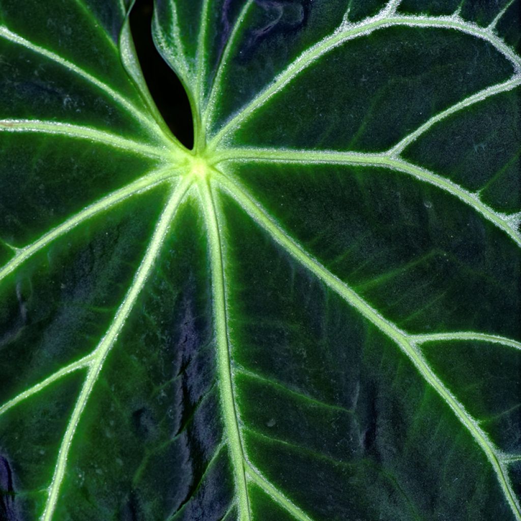 Flamingoblumen - Anthurium magnificum