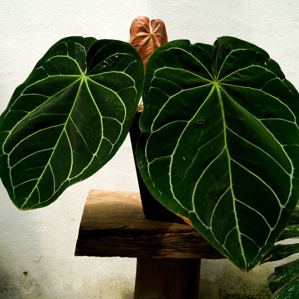 Flamingoblumen - Anthurium magnificum