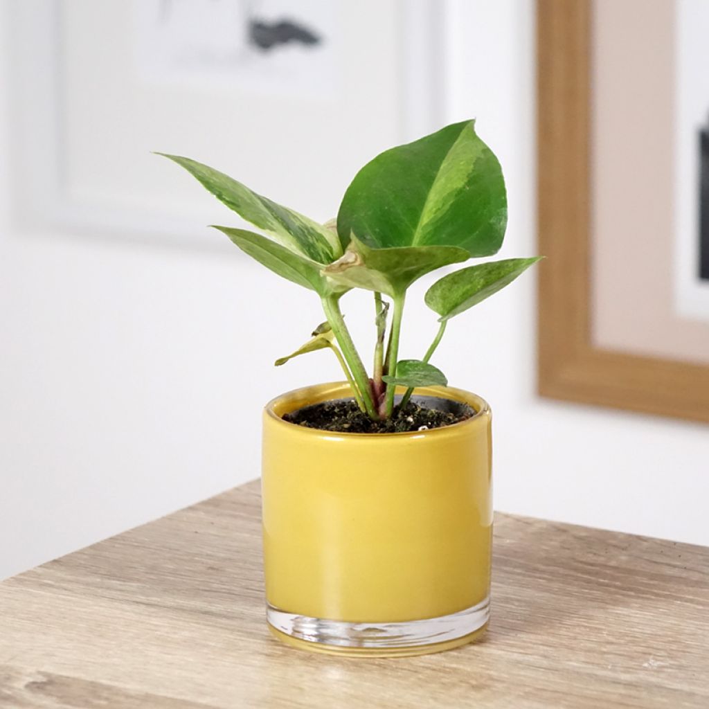 Flamingoblumen - Anthurium Renaissance Variegata