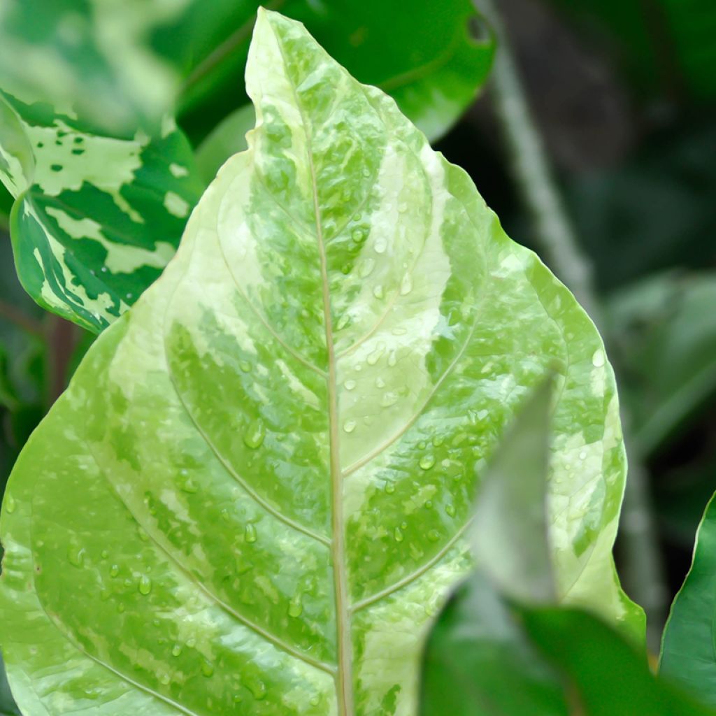 Flamingoblumen - Anthurium Renaissance Variegata