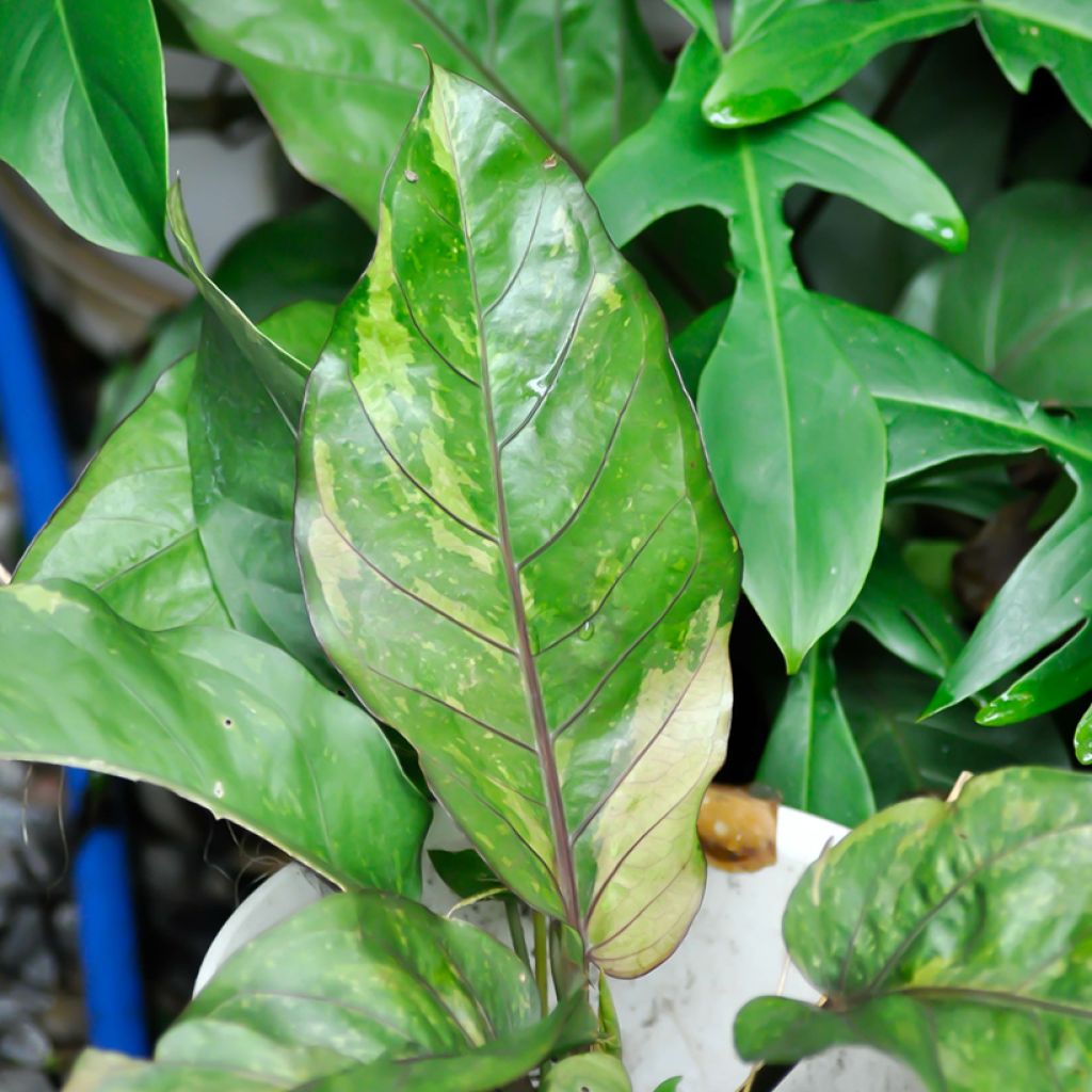 Flamingoblumen - Anthurium Renaissance Variegata