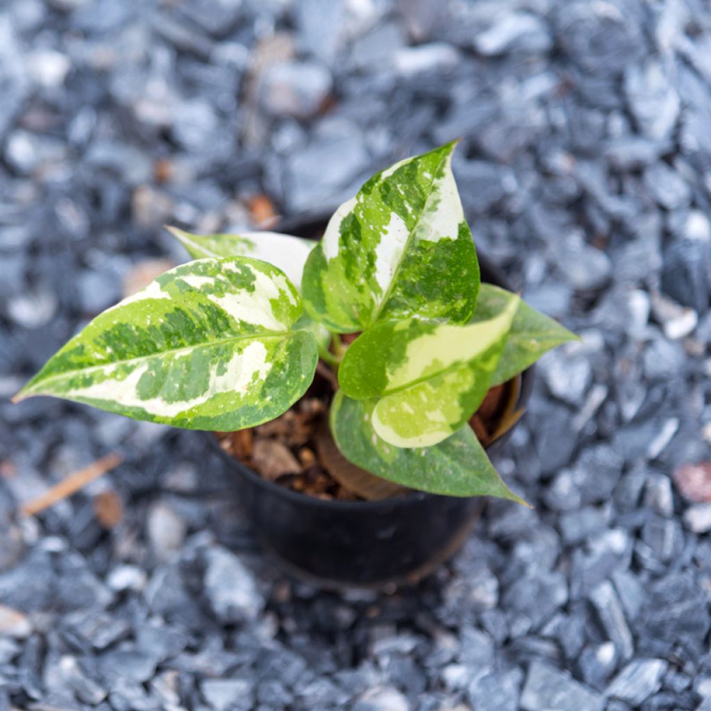 Flamingoblumen - Anthurium Renaissance Variegata