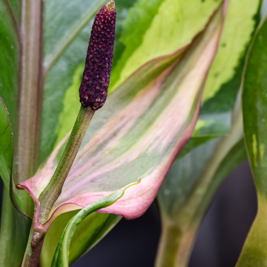 Flamingoblumen - Anthurium Renaissance Variegata