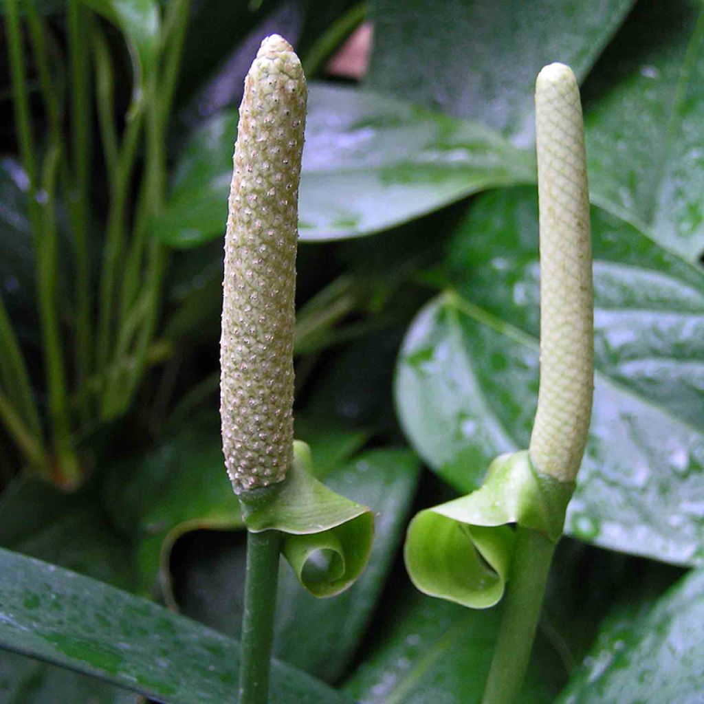 Flamingoblumen - Anthurium bakeri