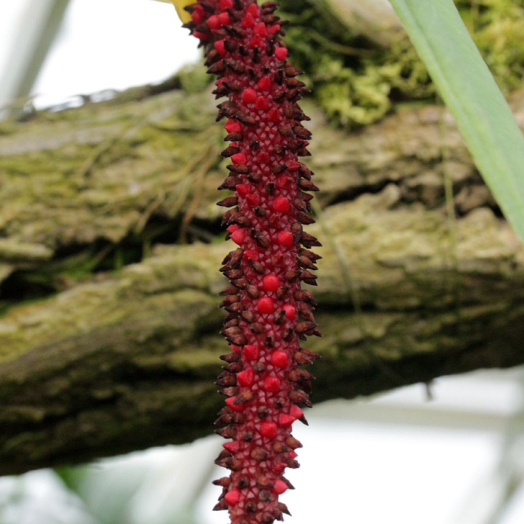 Flamingoblumen - Anthurium bakeri