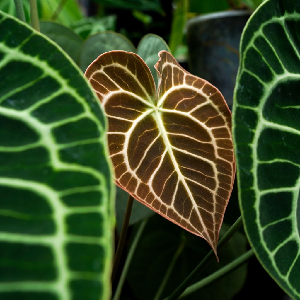 Anthurium clarinervium - Flamingoblumen