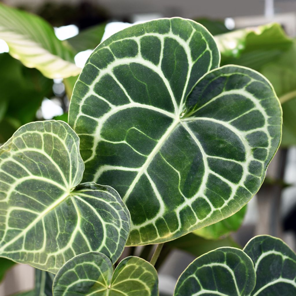 Anthurium clarinervium - Flamingoblumen