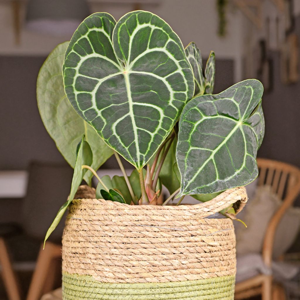 Anthurium clarinervium - Flamingoblumen