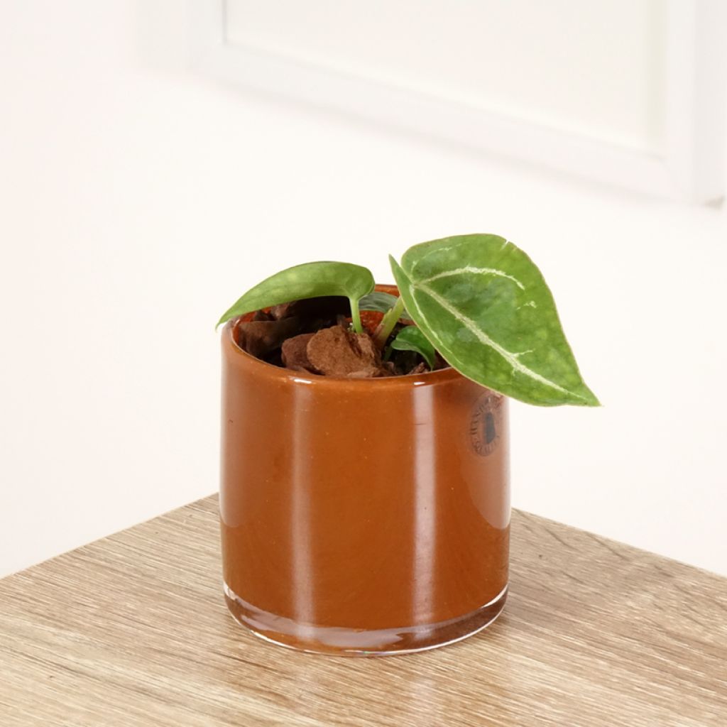 Flamingoblumen - Anthurium crystallinum