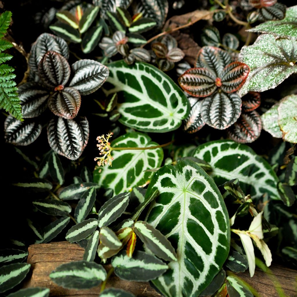 Flamingoblumen - Anthurium crystallinum