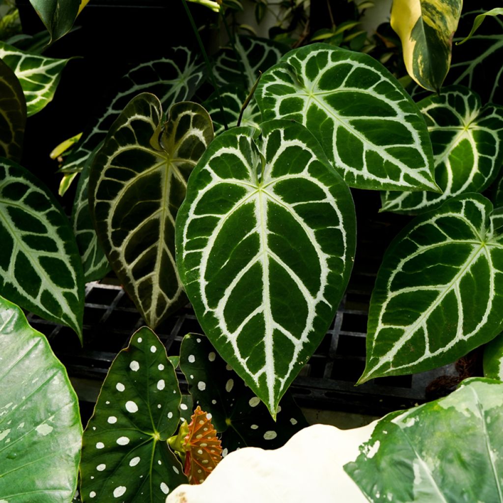 Flamingoblumen - Anthurium crystallinum