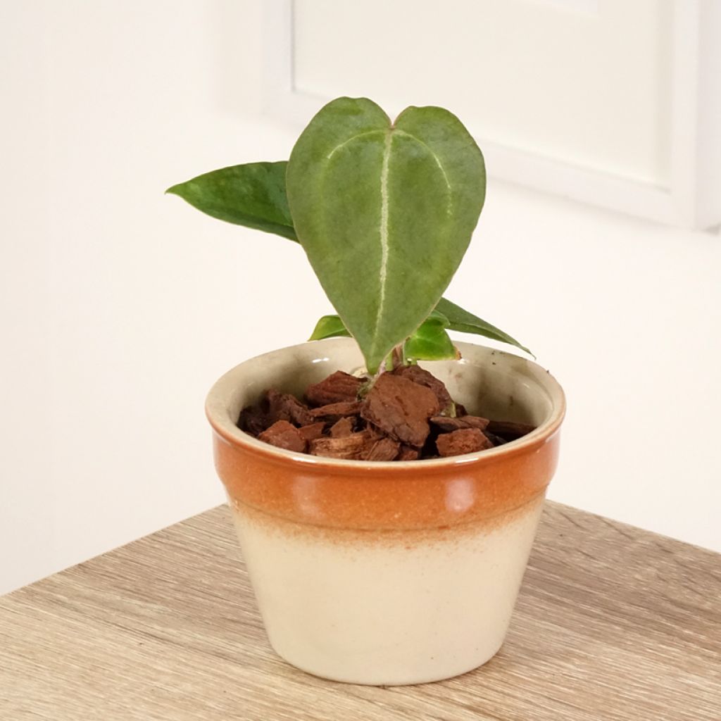 Flamingoblumen - Anthurium forgetii