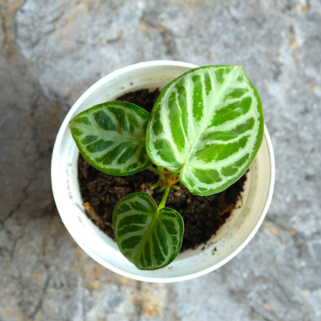 Flamingoblumen - Anthurium Crystal Hope