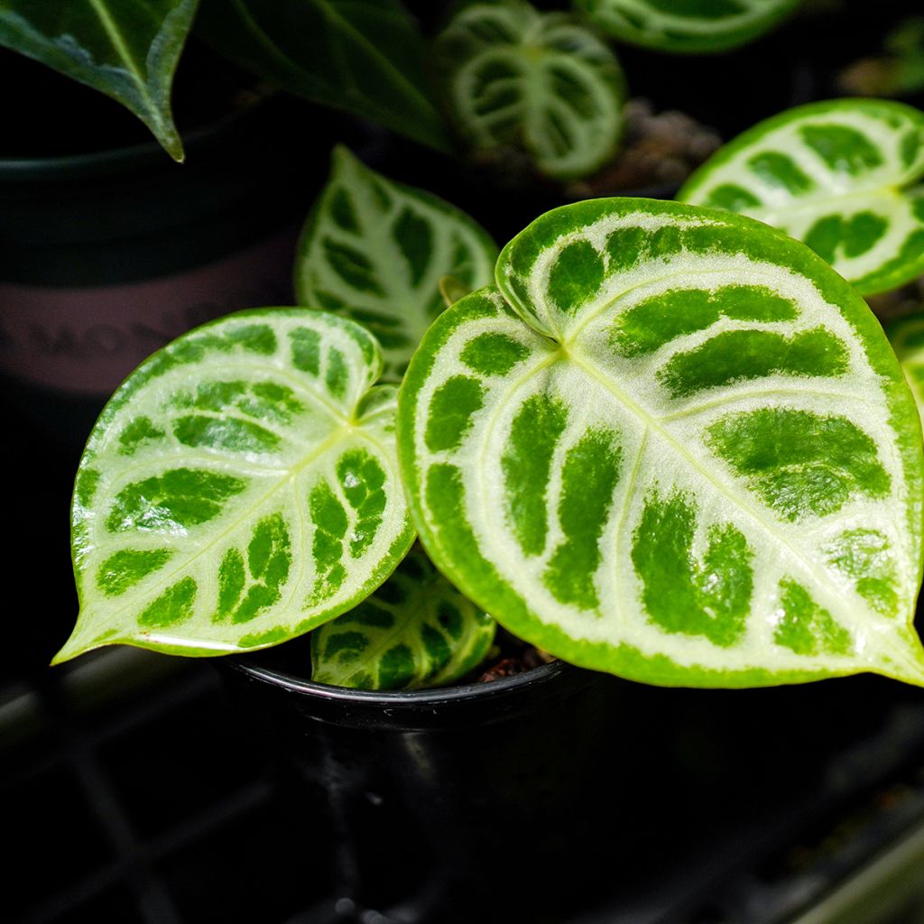 Flamingoblumen - Anthurium Crystal Hope