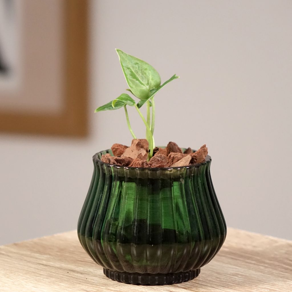 Anthurium clarinervium - Flamingoblumen