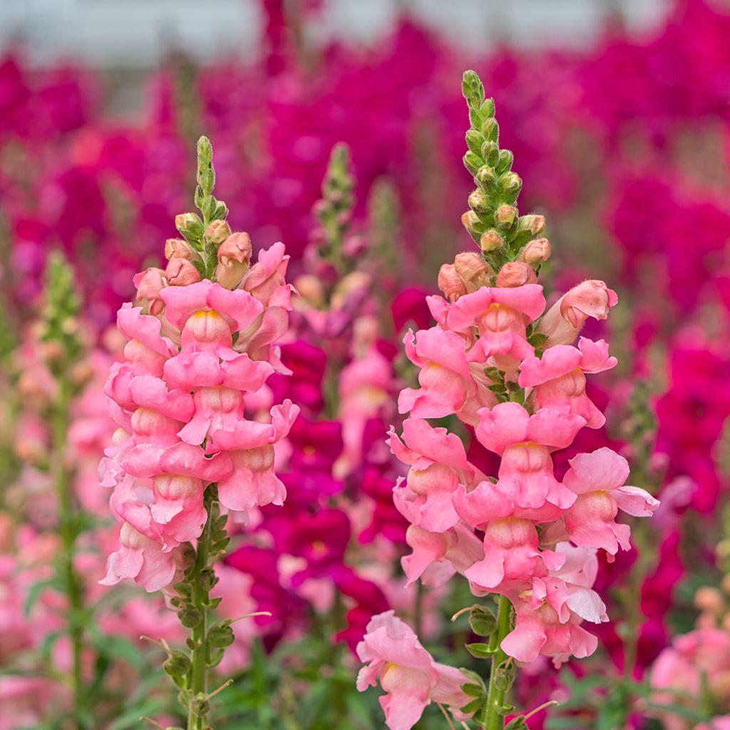 Löwenmäulchen Pretty in Pink - Antirrhinum
