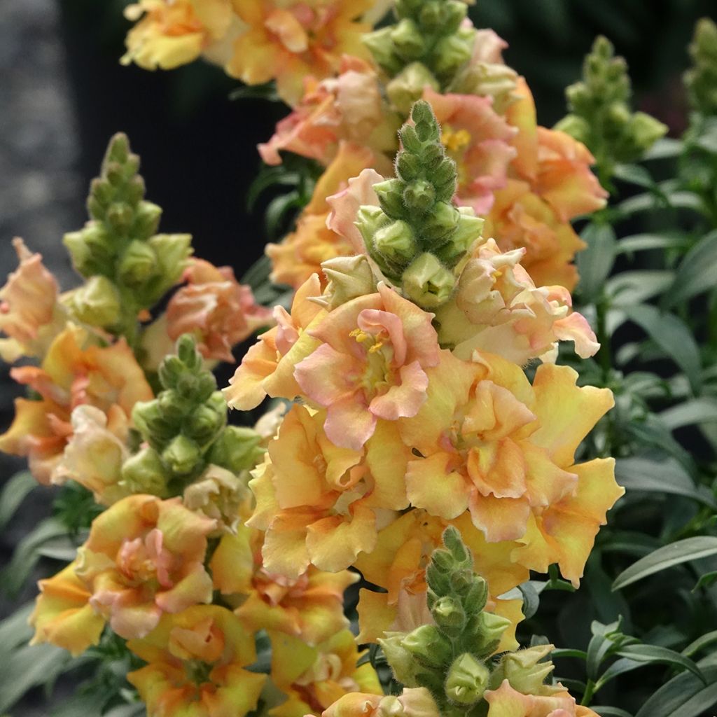 Löwenmäulchen Sweet Duet Citrus (Samen) - Antirrhinum