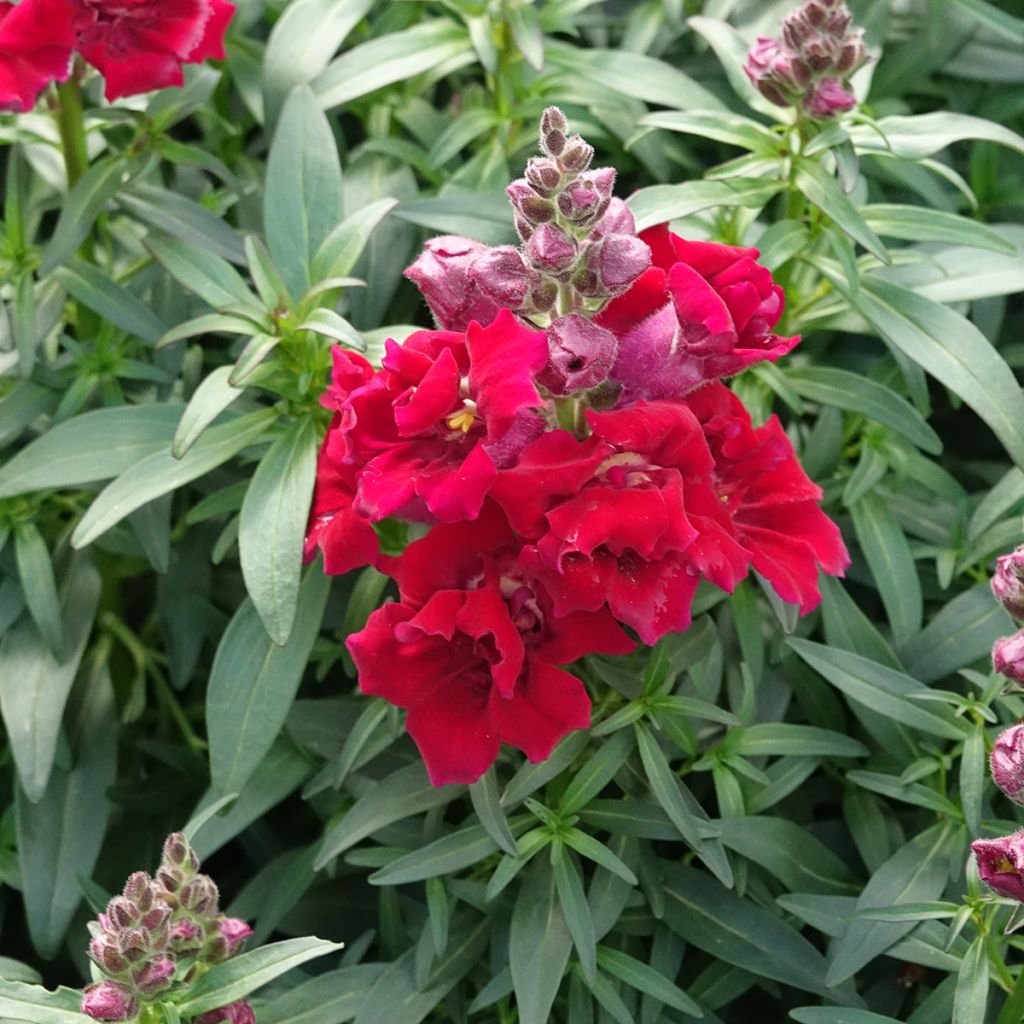 Löwenmäulchen Sweet Duet Deep Red (Samen) - Antirrhinum