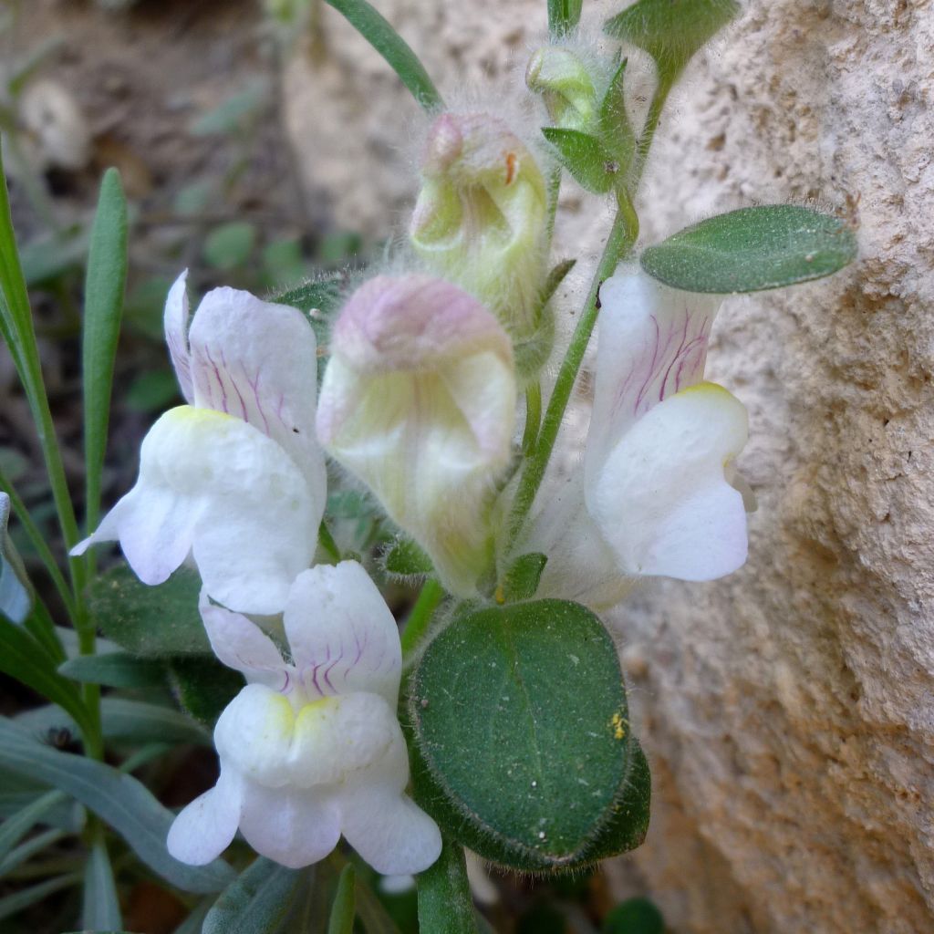 Antirrhinum molle - Löwenmäulchen