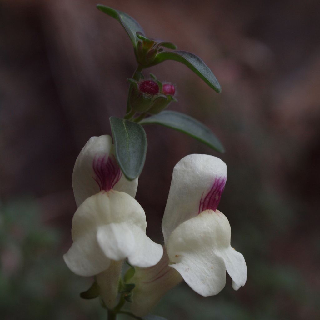 Antirrhinum sempervirens - Immergrünes Löwenmäulchen