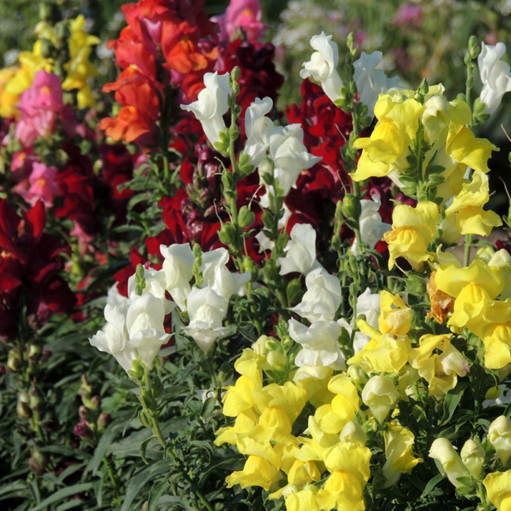 Löwenmäulchen Rainbow (Samen) - Antirrhinum
