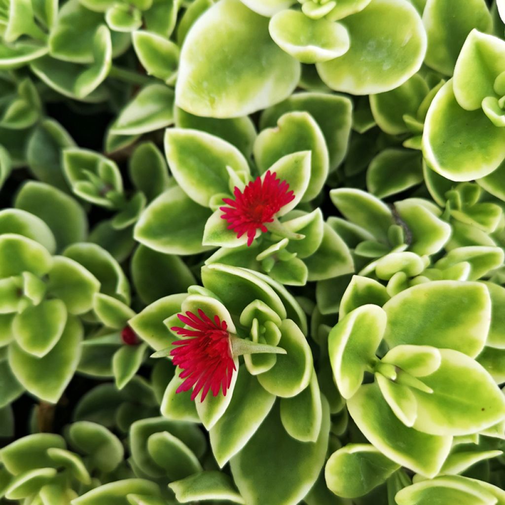 Aptenia cordifolia Variegata - Ficoide ou Apténie à feuilles en coeur panachée