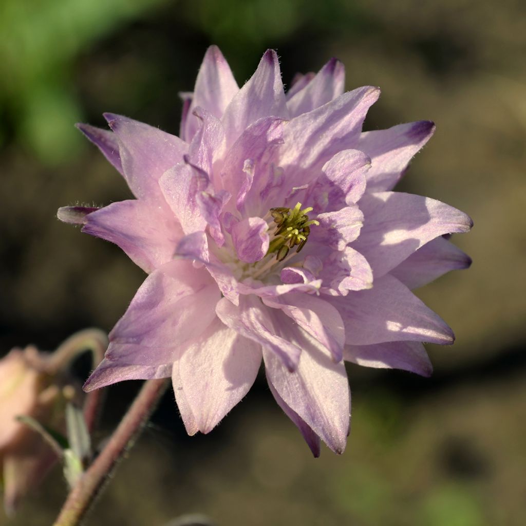 Aquilegia vulgaris var. stellata Rose Barlow - Garten-Akelei