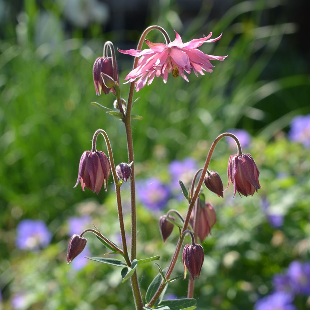 Aquilegia vulgaris var. stellata Rose Barlow - Garten-Akelei