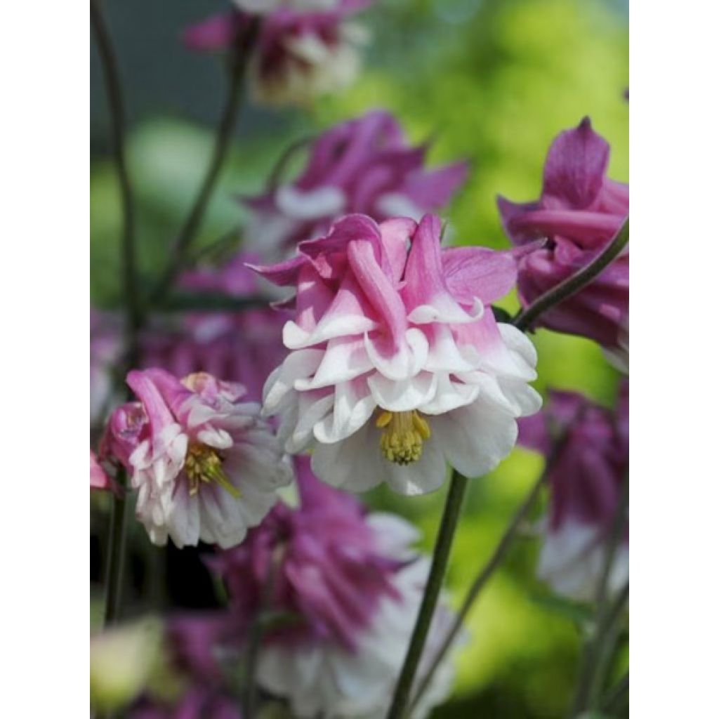 Aquilegia Pink Petticoat (Samen) - Garten-Akelei
