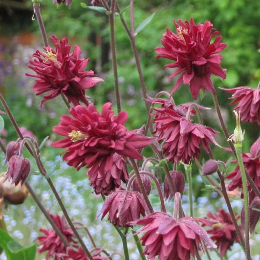 Aquilegia Ruby Port - Gefüllte Akelei