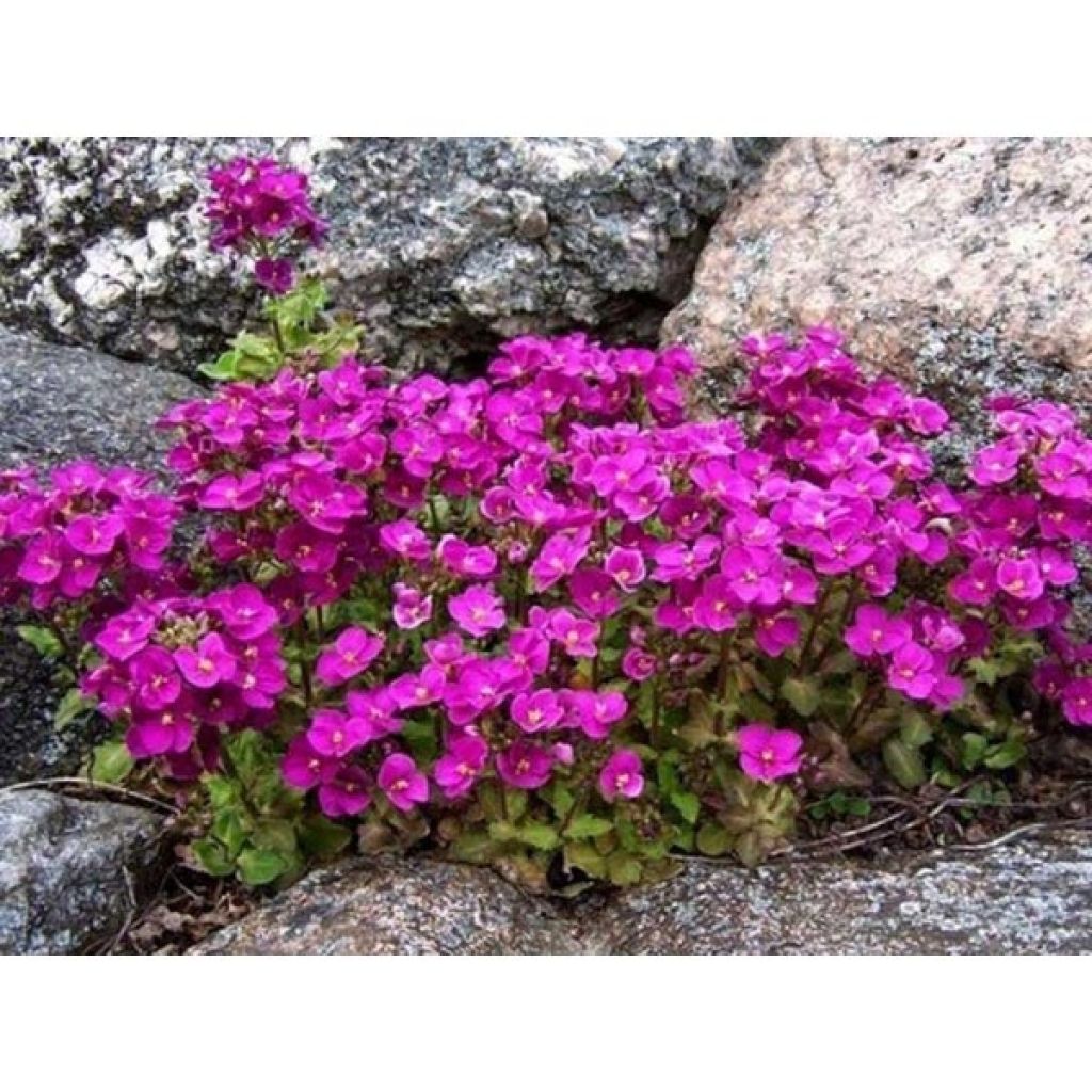 Arabis caucasica Hedi - Kaukasische Gänsekresse