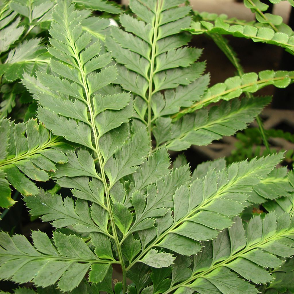 Arachniodes simplicior - Eidechsen Farn