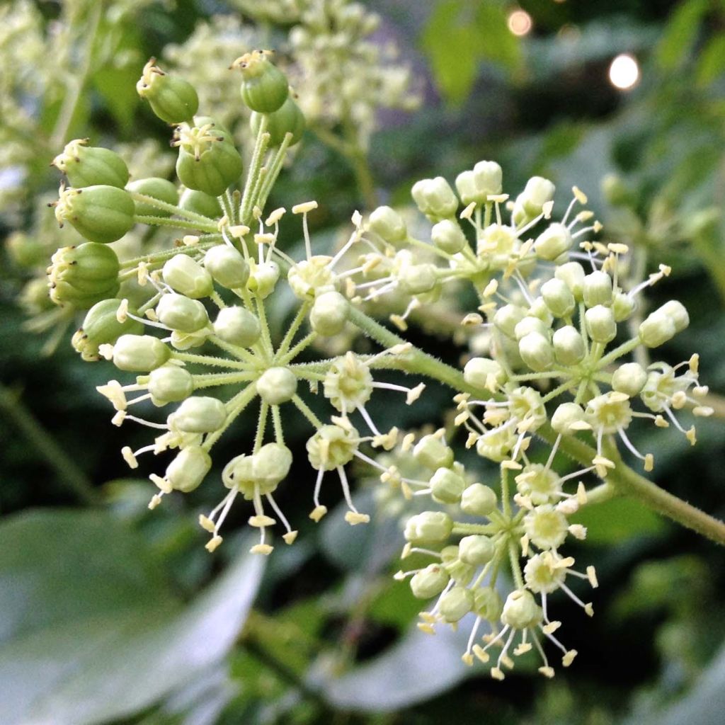Aralia spinosa - Japanischer Angelikabaum