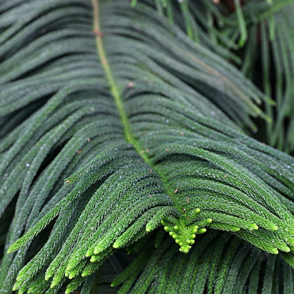Araucaria heterophylla - Norfolktanne
