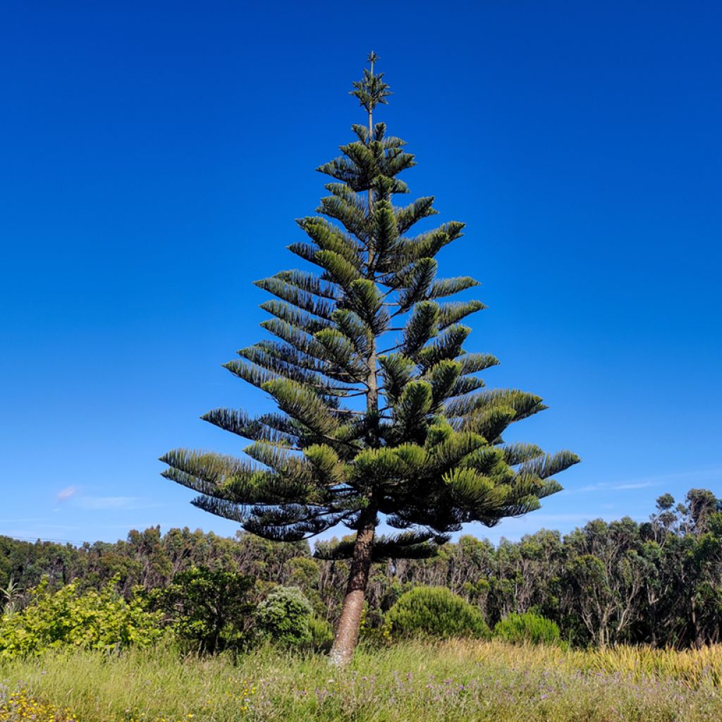 Araucaria heterophylla - Norfolktanne
