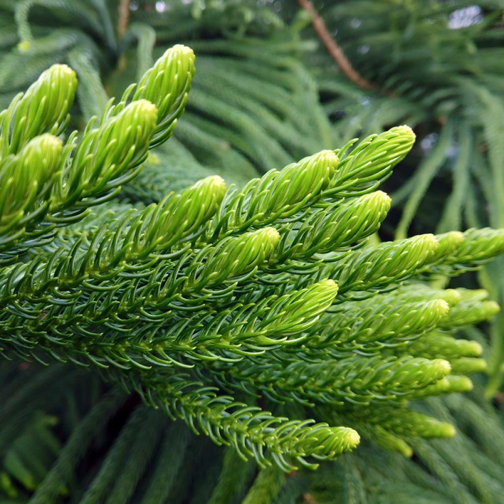 Araucaria heterophylla - Norfolktanne