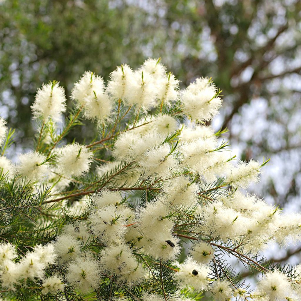 Melaleuca alternifolia - Australischer Teebaum