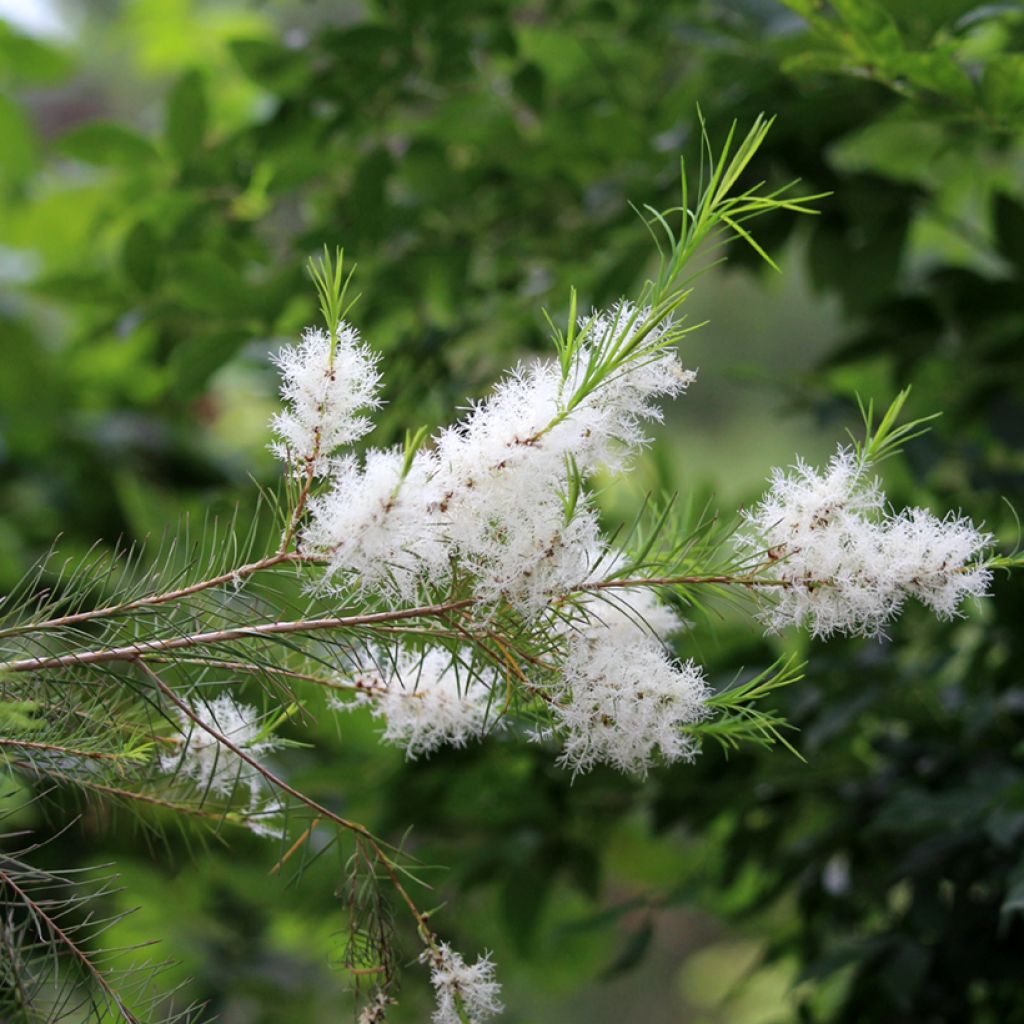 Melaleuca alternifolia - Australischer Teebaum