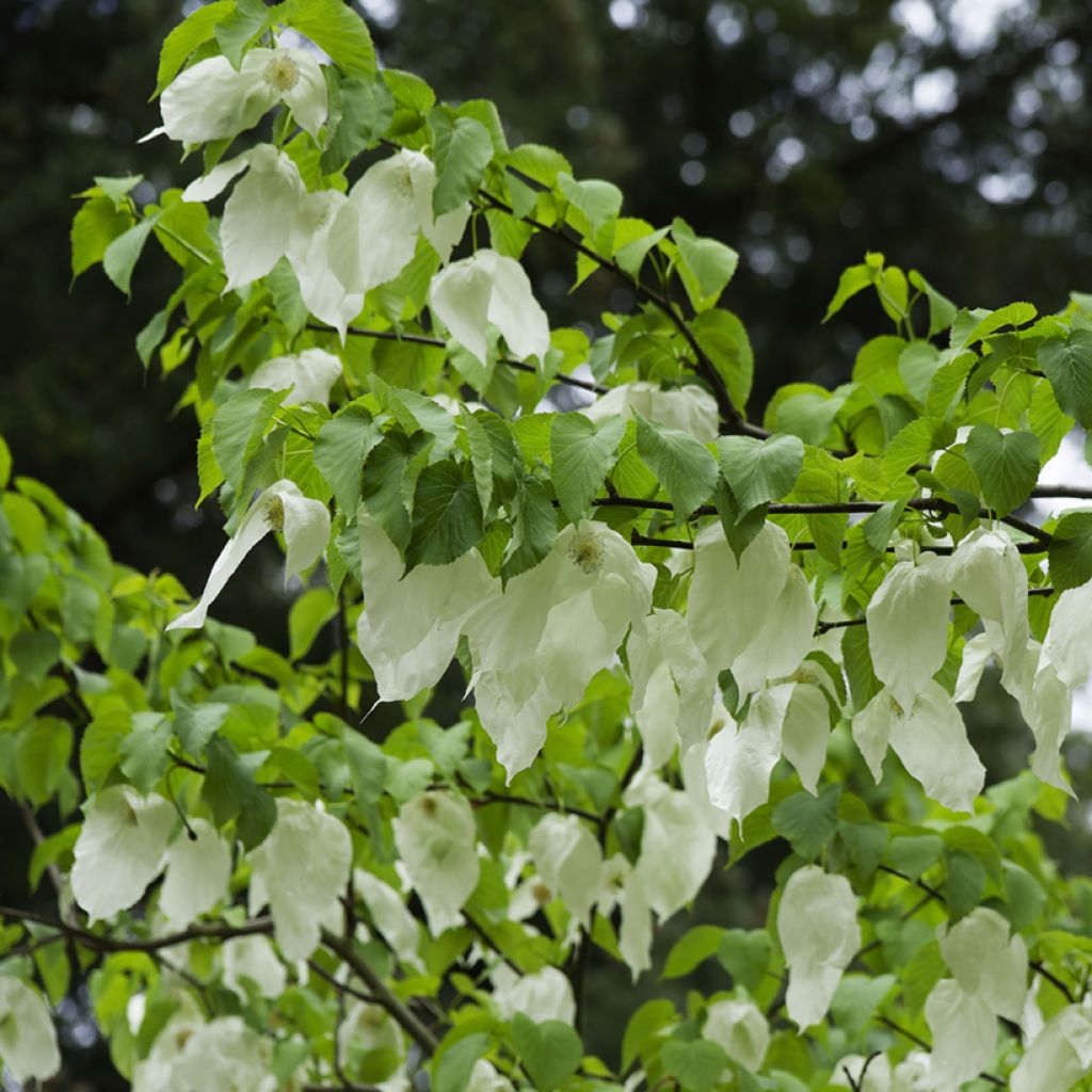 Davidia involucrata - Taschentuchbaum