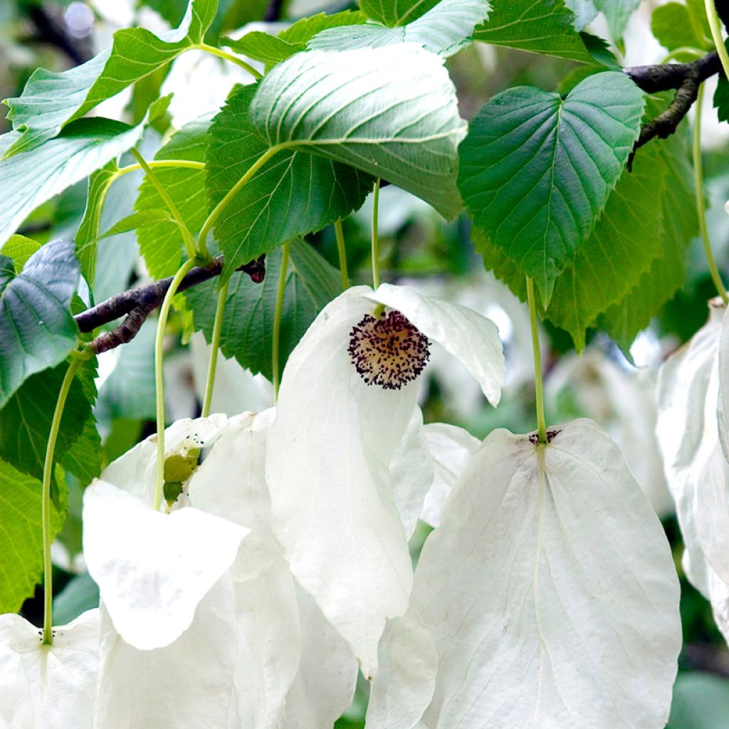 Davidia involucrata - Taschentuchbaum