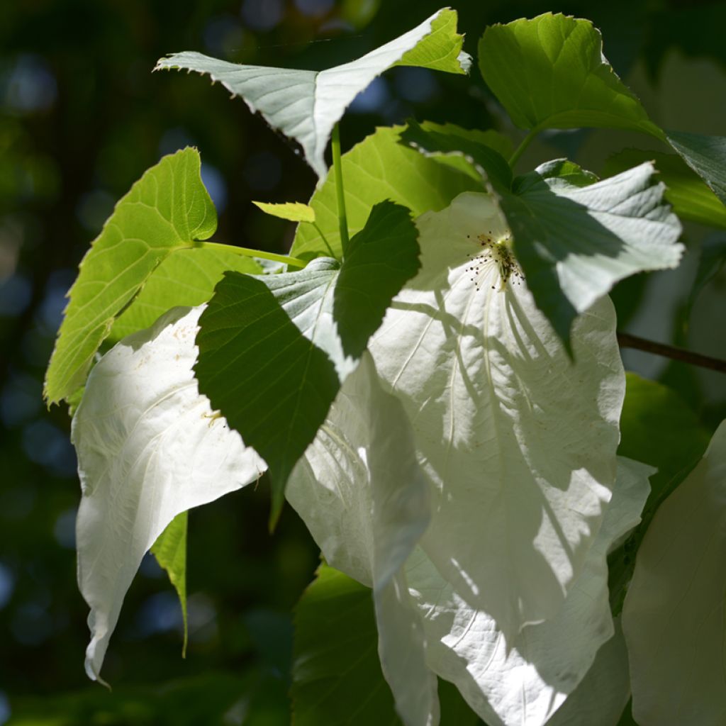 Davidia involucrata - Taschentuchbaum