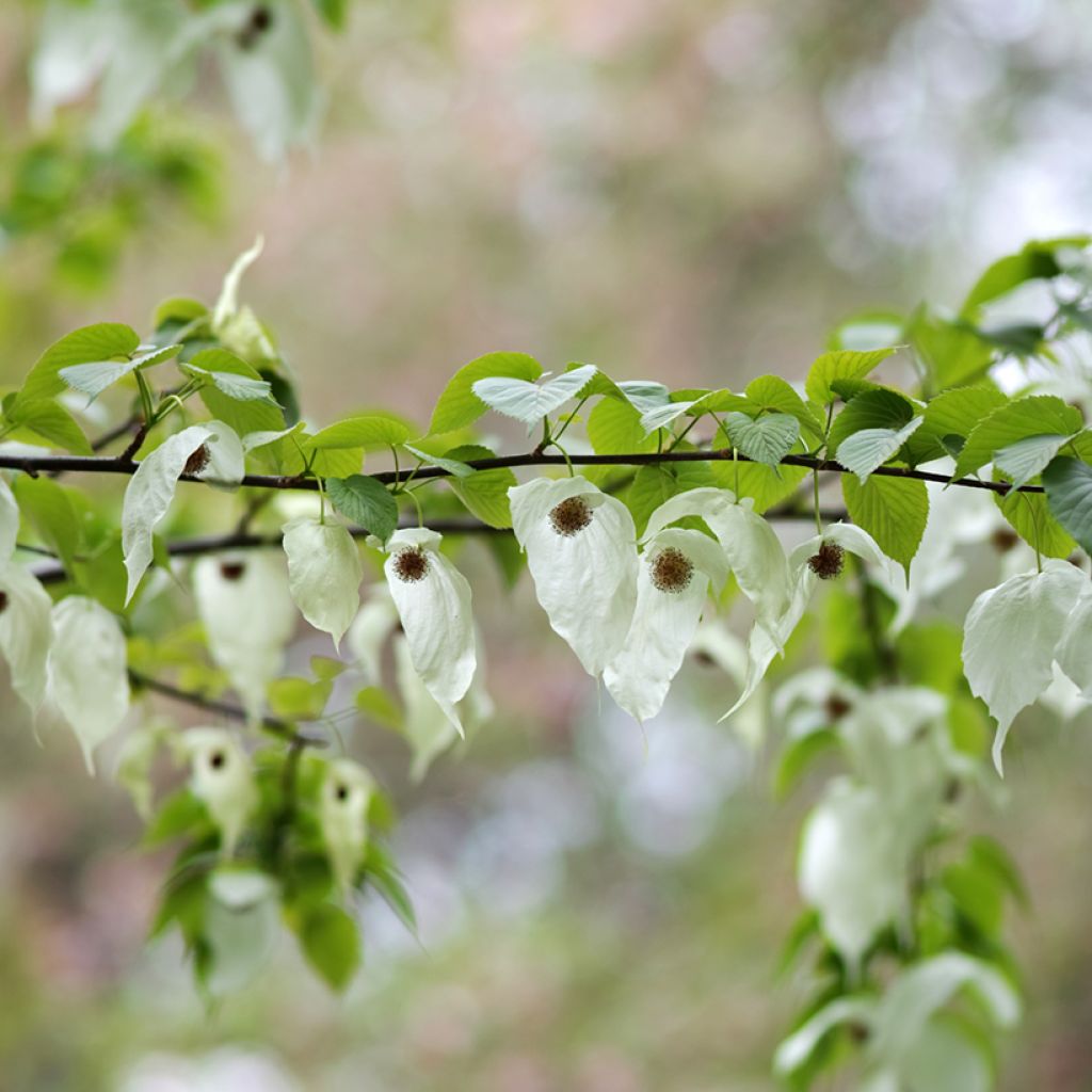 Davidia involucrata - Taschentuchbaum