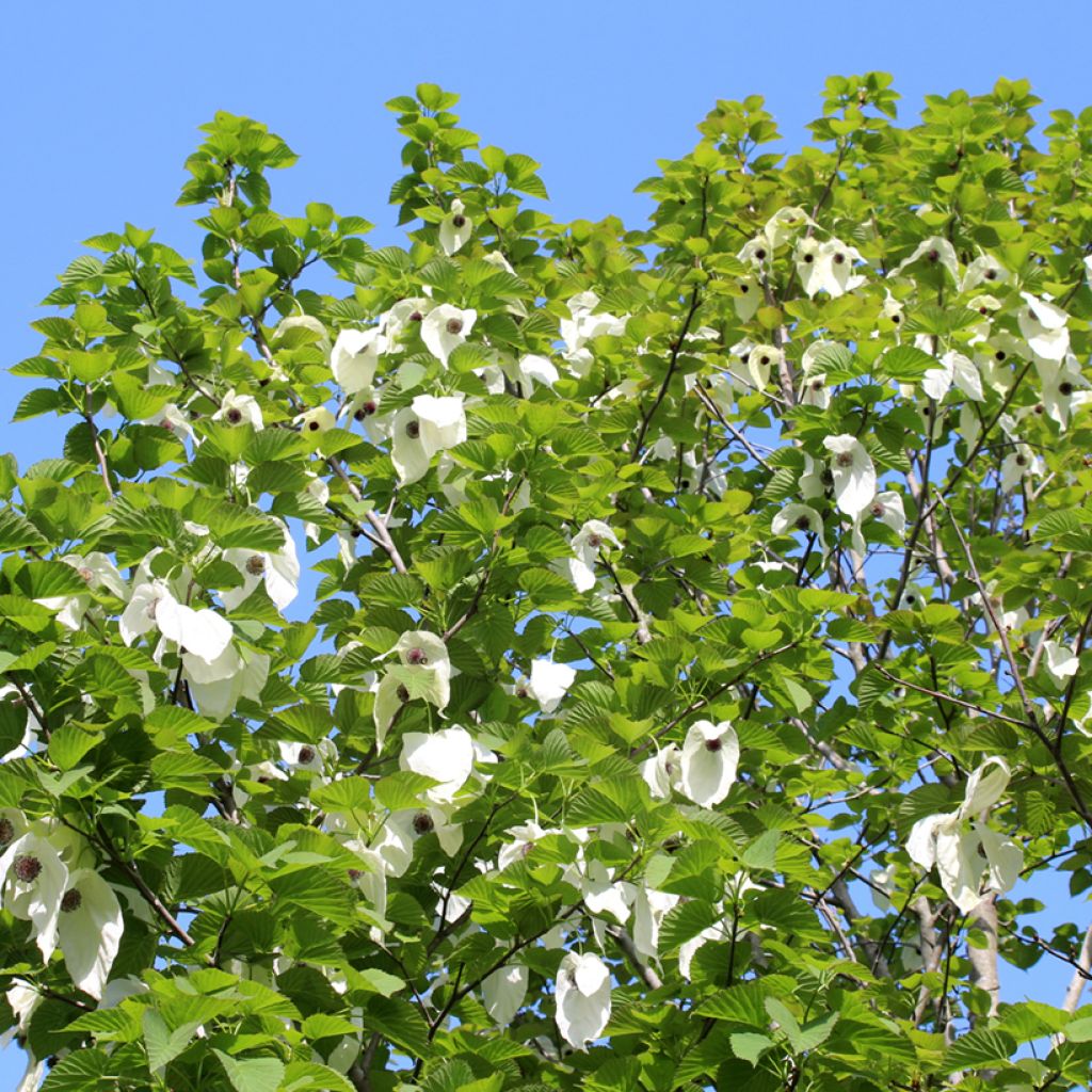 Davidia involucrata - Taschentuchbaum
