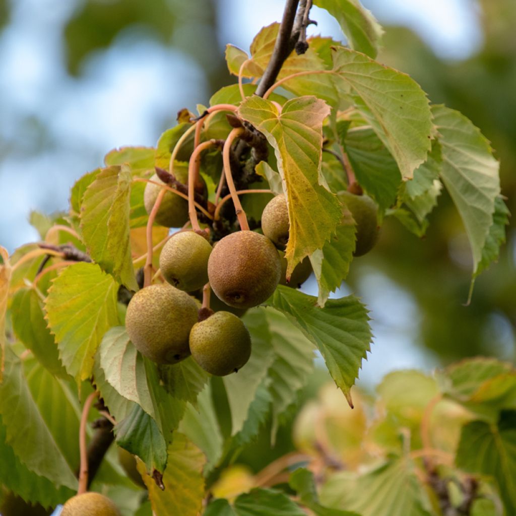 Davidia involucrata - Taschentuchbaum