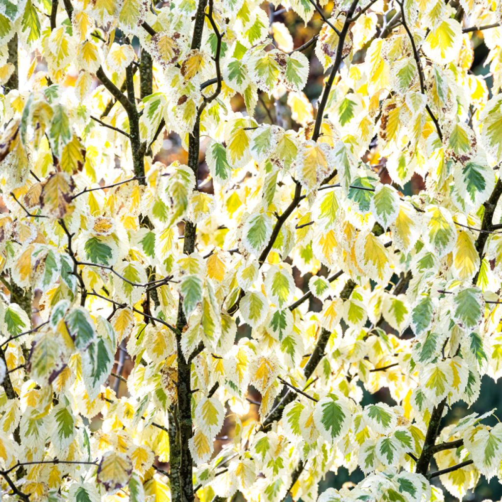 Davidia involucrata Lady Sunshine - Taschentuchbaum