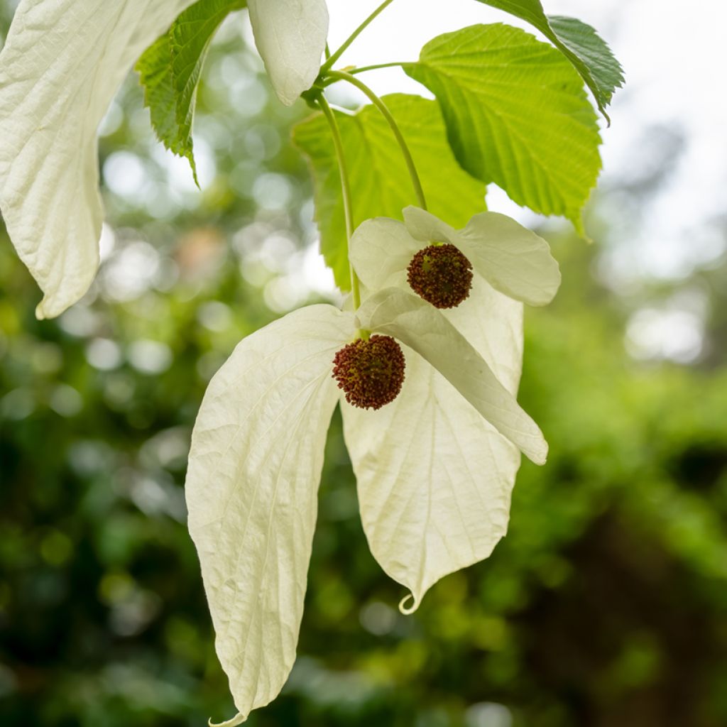 Davidia involucrata var. vilmoriniana - Taschentuchbaum