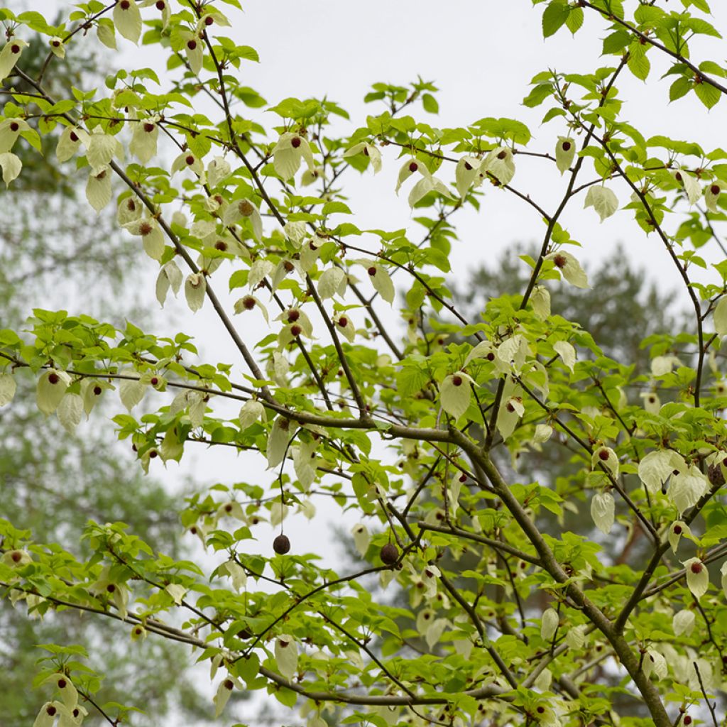 Davidia involucrata var. vilmoriniana - Taschentuchbaum