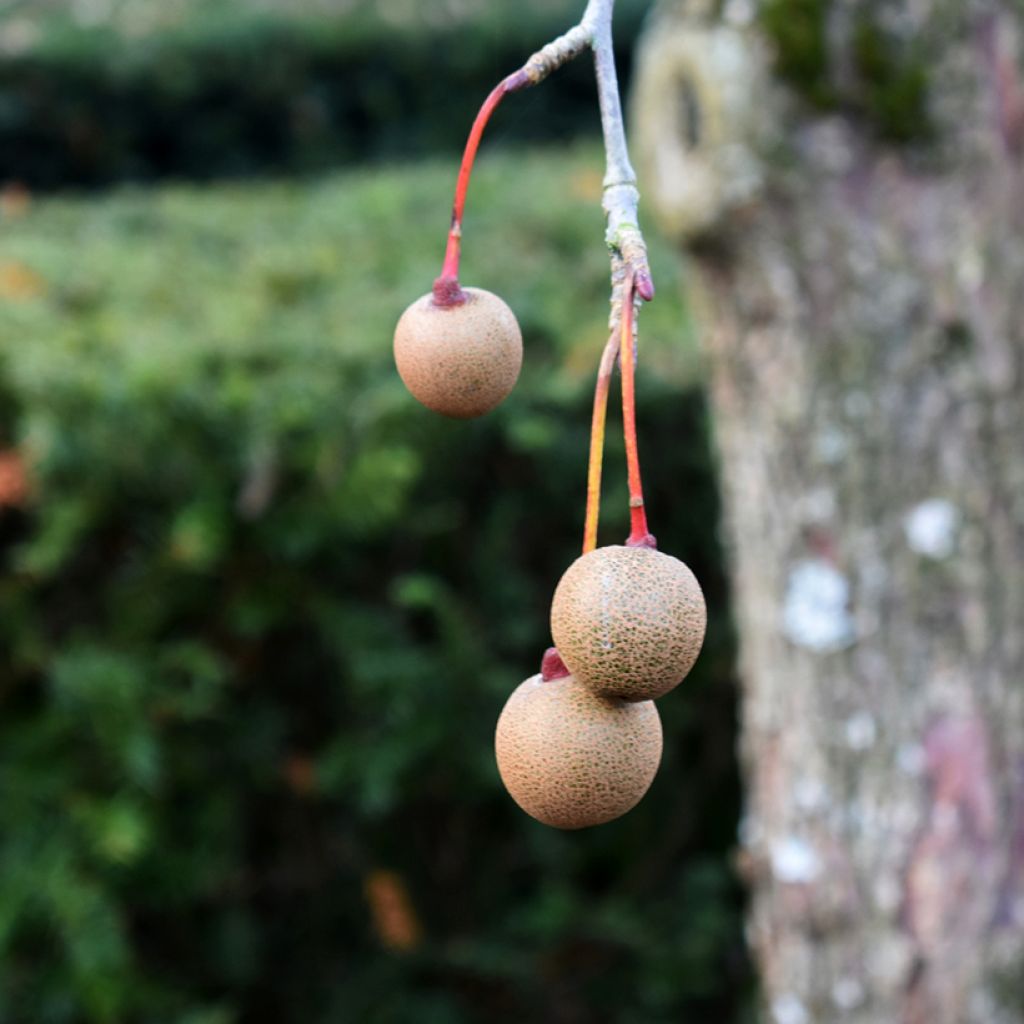 Davidia involucrata var. vilmoriniana - Taschentuchbaum